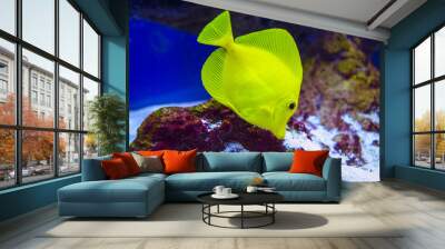 butterfly fish Wall mural