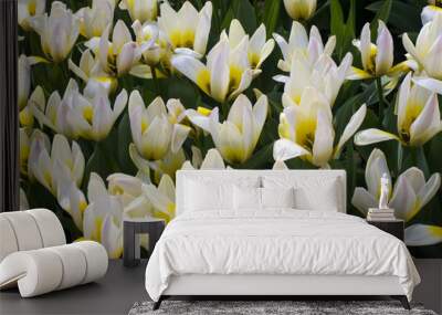 White tulips. Beautiful white tulips flowerbed closeup. Flower background. Wall mural