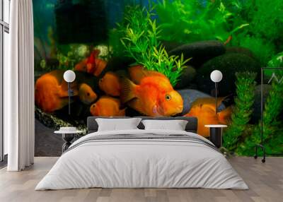 Aquarium fish Wall mural