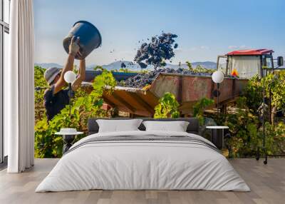 Grape harvest Wall mural