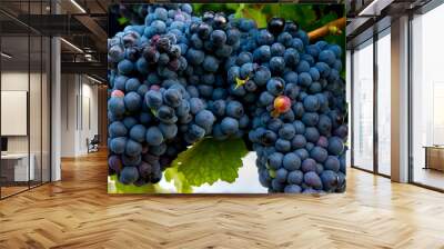 Ripe grapes Wall mural