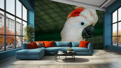 A Cockatoo Molucas With A Red Feather
On Its Head Wall mural