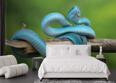 Blue viper snake closeup face, viper snake, blue insularis, Trimeresurus Insularis, animal closeup Wall mural