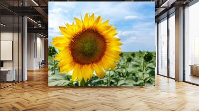  lone sunflower bloom at agricultural field. blue sky background with clouds. sunny backlight. Wall mural