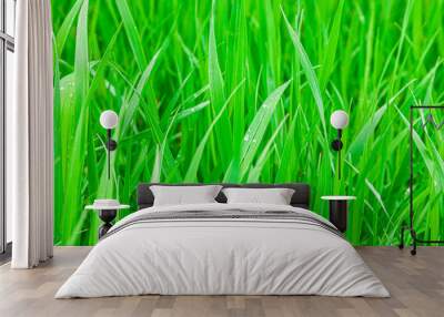 Close up texture of fresh green grass on a meadow or field plain background. Vegetation has grown after the rain. Raindrops on the grass. Protecting the ecosystem and the environment. Wall mural