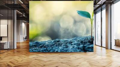 A small green plant sprouts from soil in a sunlit outdoor area Wall mural