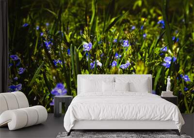 blue flowers in the grass Wall mural