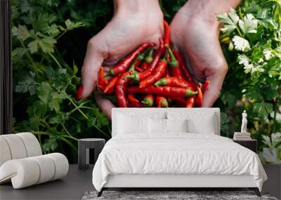 Hot chili pepper close-up in the hands of a girl against the background of a garden and greenery. Healthy organic food and harvesting. Natural and environmentally friendly agriculture. Wall mural