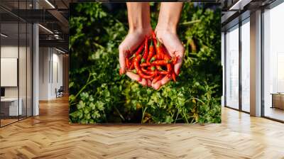 Hot chili pepper close-up in the hands of a girl against the background of a garden and greenery. Healthy organic food and harvesting. Wall mural