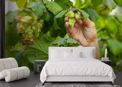 Close-up of man farmer hands plucks collects ripe hazelnuts from a deciduous hazel tree bunch in garden. Growing raw nuts fruit on plantation field. Harvest autumn farm time. Healthy natural eco food Wall mural