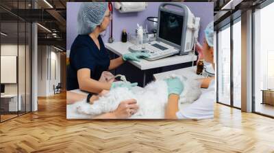 In a modern veterinary clinic, an ultrasound of a beautiful white cat is performed on the table. Veterinary clinic Wall mural