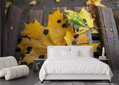 Dry autumn golden leaves with black spots laying on wooden bench in park Wall mural