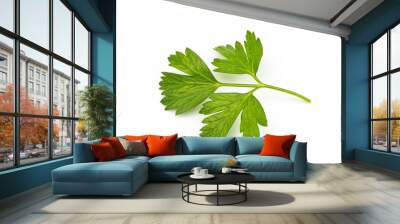 Parsley leaf isolated on white background. Wall mural