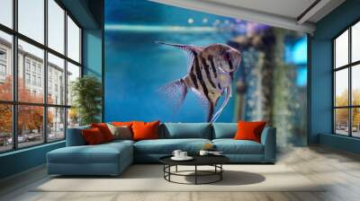 pterophyllum angelfish on blue water background. aquarium pets. Wall mural