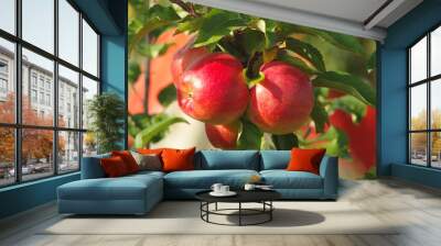 Ripe juicy apples Wall mural