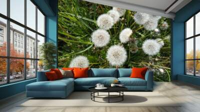 dandelion in the grass Wall mural