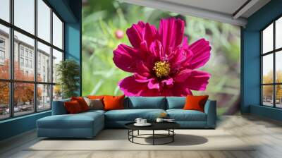 Sweden. Cosmos bipinnatus, commonly called the garden cosmos or Mexican aster, is a medium-sized flowering herbaceous plant in the daisy family Asteraceae, native to the Americas.  Wall mural