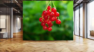 Twig with ripe red currant, ripe red berry on bokeh background Wall mural