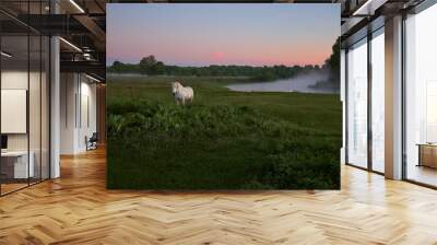 white horse grazes in a meadow near a river in Ukraine Wall mural