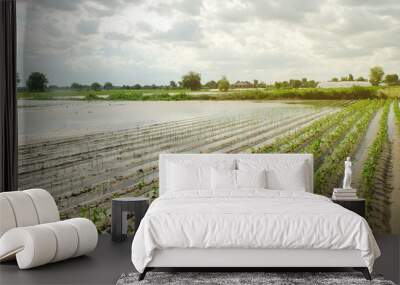 Agricultural land affected by flooding. Flooded field. The consequences of rain. Agriculture and farming. Natural disaster and crop loss risks. Ukraine Kherson region. Selective focus Wall mural