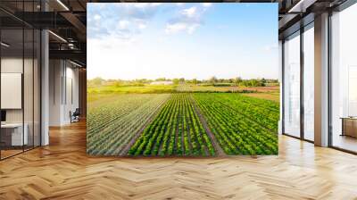 Beautiful landscape of farm fields. Cultivation of crops, production of food and raw materials. Top view of the countryside. Agriculture land and farming. Pepper plantation, leek, cabbage Wall mural