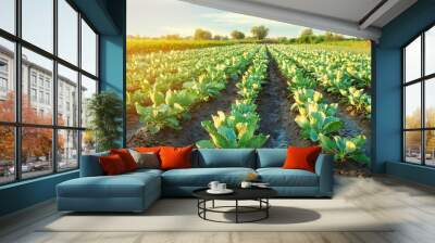 cabbage plantations grow in the field. vegetable rows. farming, agriculture. Landscape with agricultural land. crops. selective focus Wall mural