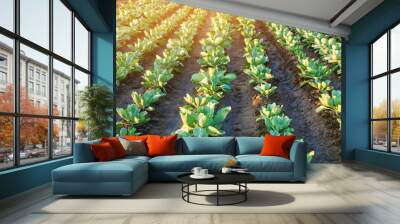 cabbage plantations grow in the field. vegetable rows. farming, agriculture. Landscape with agricultural land. crops. selective focus Wall mural