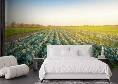 Cabbage plantations in the sunset light. Growing organic vegetables. Eco-friendly products. Agriculture and farming. Plantation cultivation. Selective focus Wall mural