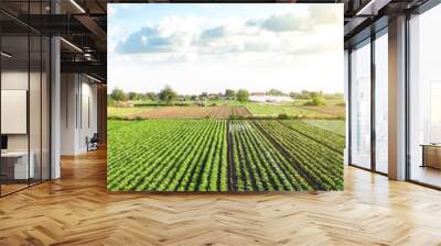 Plantation landscape of green potato bushes. Agroindustry and agribusiness. European organic farming. Growing food on the farm. Growing care and harvesting. Beautiful countryside farmland. Aerial view Wall mural