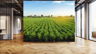 Plantation landscape of green potato bushes. European organic farming. Growing food on the farm. Growing care and harvesting. Agroindustry and agribusiness. Selective focus Wall mural