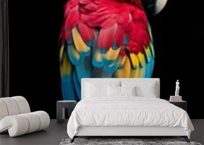 A colorful parrot stands on a black background. The bird is red, yellow, and blue Wall mural