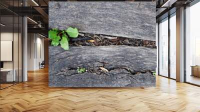 A cracked sidewalk with a plant growing out of it Wall mural