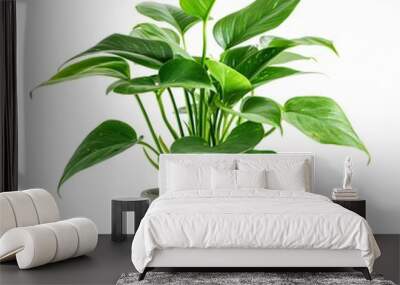 A large green plant is in a grey pot. The plant is tall and has many leaves. The pot is placed on a white background Wall mural