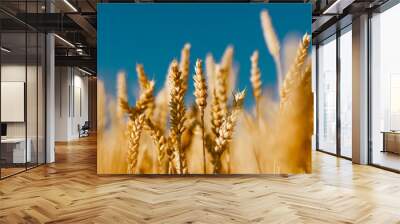 Golden field of ripened cereal, yellow wheat and rye against the blue sky. Wall mural