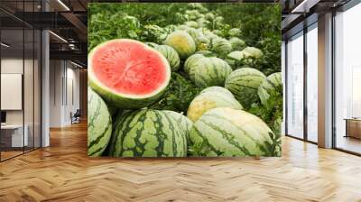 Red cut watermelon on a pile of ripe watermelons in a field. Wall mural