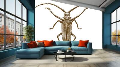 engraving drawing illustration of longhorn beetles Wall mural