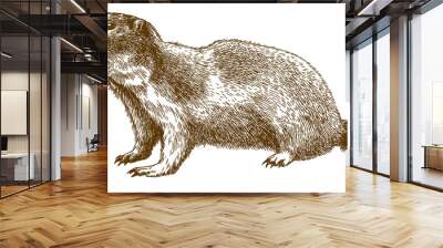 engraving illustration of alpine marmot Wall mural