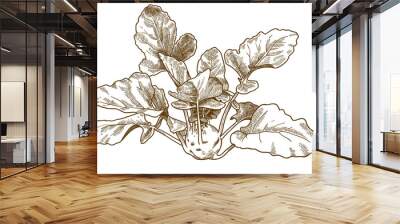 engraving illustration of kohlrabi Wall mural