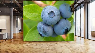 Fresh Organic Blueberries on the bush. close up Wall mural