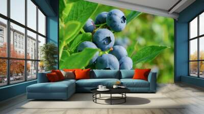 Fresh Organic Blueberries on the bush. close up Wall mural