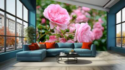 Pink rose bush Wall mural