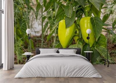 green Bulgarian sweet pepper grows in the garden Wall mural