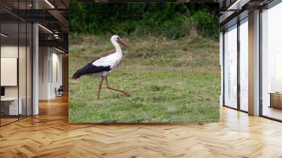 A beautiful stork walks on a field with freshly cut grass. Wall mural