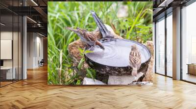 Closeup of two common house sparrow birds perched on pan pot with green leaves grass blades in summer drinking water Wall mural