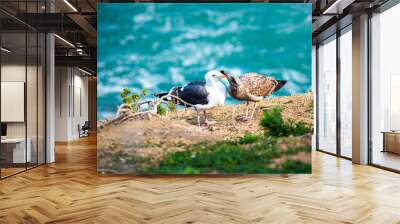 Two different seagulls, white and brown, playing grooming showing affection on a cliff by the ocean in La Jolla cove, San Diego, California Wall mural