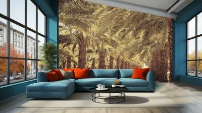 Plantation of date palm trees in Israel. Beautiful nature background for posters, cards, web design. Wall mural