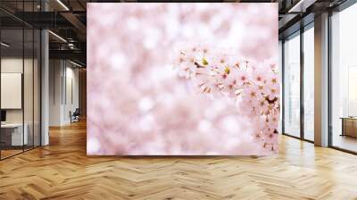 Cherry Blossom (sakura). pink flowers. Wall mural