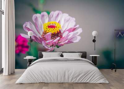 Close-up of a vibrant pink zinnia flower with yellow center in full bloom against a soft blurred background. Wall mural