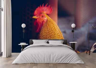 Vibrant rooster standing proudly, showcasing its colorful plumage in natural light. Wall mural