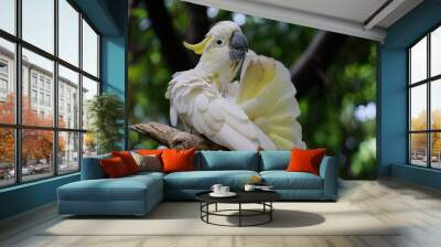 Kakatua koki (Cacatua galerita) sulphur crested cockatoo Wall mural